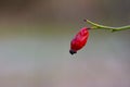 rosehip fruit photo. Royalty Free Stock Photo