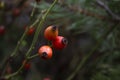 Rosehip fruits close up, macro photo on a blurred green background Royalty Free Stock Photo