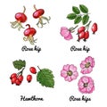 Rosehip, Hawthorn. Vector food icons of berries. Colored sketch of food products.