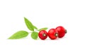 Rosehip isolated.