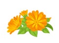 Calendula orange flowers and green leaves isolated