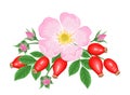Rosehip Pink flower, red berries and green leaves isolated on white background. Vector illustration of dog rose in simple flat car Royalty Free Stock Photo