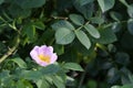 Rosehip flower image