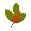 Rosehip plant with leaves, berries, isolated. Rosehip use in herbal tea, cosmetics, store, beauty salon, natural organic