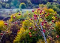 Rosehip plant with red berries