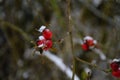 rosehip red berrys branch winter snow