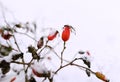 rosehip red berrys branch bush close-up nature garden day snow winter cold weather Royalty Free Stock Photo