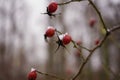 rosehip red berrys branch bush close-up nature garden winter cold weather blur background