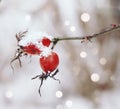 rosehip red berrys branch close-up