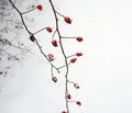 rosehip red berrys branch bush close-up nature garden day outdoors winter snow