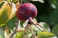 Rosehip - Rosa canina Royalty Free Stock Photo