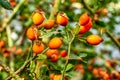 Rosehip (Rosa canina) berry in autumn Royalty Free Stock Photo