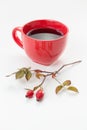 Rosehip (Rosa canina) Royalty Free Stock Photo