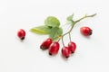 Rosehip Royalty Free Stock Photo