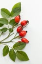 Rosehip Royalty Free Stock Photo