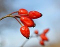 Rosehip (Rosa canina) Royalty Free Stock Photo