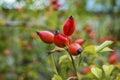 Rosehip Rosa canina in the garden Royalty Free Stock Photo