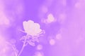 Rosehip or rose hip or white wild rose flower on the blurred background. Light violet toned