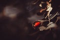 Wild rosehip bush  red fruit Royalty Free Stock Photo