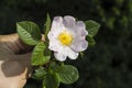 Rosehip, rosehip tree, bloomed rosehip, rosehip tree flowers, pictures of the most beautiful rosehip tree Royalty Free Stock Photo