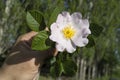 Rosehip, rosehip tree, bloomed rosehip, rosehip tree flowers, pictures of the most beautiful rosehip tree Royalty Free Stock Photo