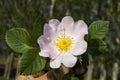 Rosehip, rosehip tree, bloomed rosehip, rosehip tree flowers, pictures of the most beautiful rosehip tree Royalty Free Stock Photo