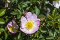 Rosehip, rosehip tree, bloomed rosehip, rosehip tree flowers, pictures of the most beautiful rosehip tree Royalty Free Stock Photo