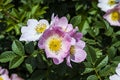 Rosehip, rosehip tree, bloomed rosehip, rosehip tree flowers, pictures of the most beautiful rosehip tree