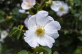 Rosehip, rosehip tree, bloomed rosehip, rosehip tree flowers, pictures of the most beautiful rosehip tree Royalty Free Stock Photo