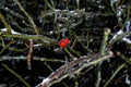 Rosehip shrub, Frozen twigs branches under the ice, Winter phenomenon, Ice trees Royalty Free Stock Photo