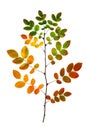 Rosehip twig with dry colored autumn leaves, autumn tree isolate on white background Royalty Free Stock Photo