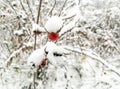 Rosehip under the snow. Rose hips or wild roses under the snow. winter - winter berries on the bush are covered with Royalty Free Stock Photo