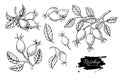 Rosehip vector drawing. Isolated berry branch sketch on white ba