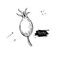 Rosehip vector drawing. Isolated berry branch sketch on white ba