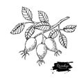 Rosehip vector drawing. Isolated berry branch sketch on white ba