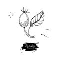 Rosehip vector drawing. Isolated berry branch sketch on white ba