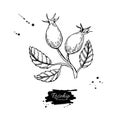 Rosehip vector drawing. Isolated berry branch sketch on white ba