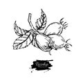 Rosehip vector drawing. Isolated berry branch sketch on white ba