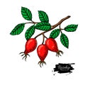 Rosehip vector drawing. Isolated berry branch sketch on white background. Summer fruit