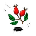 Rosehip vector drawing. Isolated berry branch sketch on white background. Summer fruit