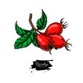 Rosehip vector drawing. Isolated berry branch sketch on white background. Summer fruit