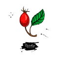 Rosehip vector drawing. Isolated berry branch sketch on white background.