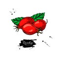 Rosehip vector drawing. Isolated berry sketch on white background. Summer fruit