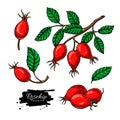 Rosehip vector drawing set.. Isolated berry branch sketch on white background.