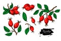 Rosehip vector drawing set.. Isolated berry branch sketch on white background. Royalty Free Stock Photo