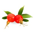 Rosehip Vector Illustration. Realistic icon Isolated On White Background