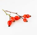 Rosehips Royalty Free Stock Photo