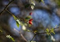 Rosehips in autumn Royalty Free Stock Photo