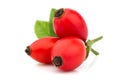 Rosehips berry, Rosa canina isolated Royalty Free Stock Photo