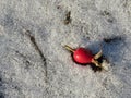 Rosehips berry on the snow